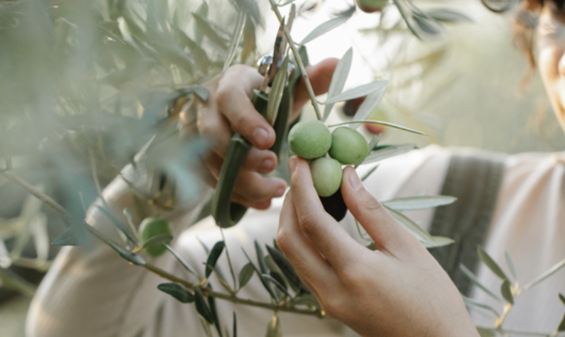 FROM SOL EXPO, A CALL TO THE EU TO EXTEND THE ITALIAN CONTROL MODEL TO NON-EU IMPORTS